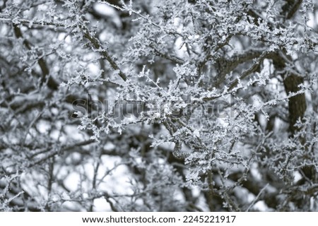 A shallow focus shot of ice frost on a tree twig during winter