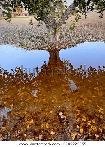 Reflection tree water autumn colorful leaves
