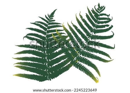 Two mature and withered fern leaves. The unique shape of each leaf. A green and yellow gradient is applied to the leaves. Real live fern imprint.