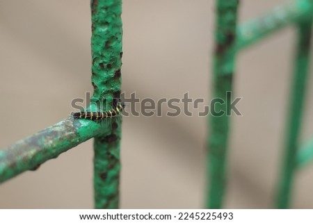 a caterpillar clinging to a green iron fence.