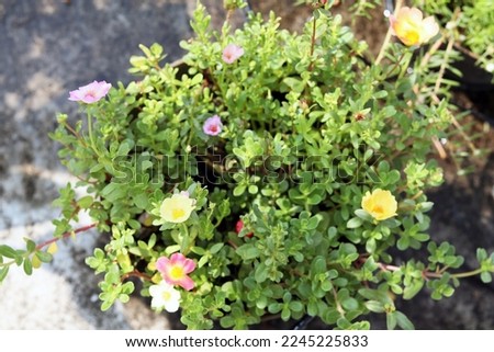 beautiful colorful purslane flower that only blooms in the morning
