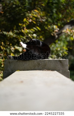 A vertical shot of the black cat washing itself and laying comfortably on a stone