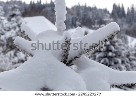 Winter. Spruce covered with a thick layer of fresh fluffy snow on the background of the forest. Carpathian mountains. Winter travels
