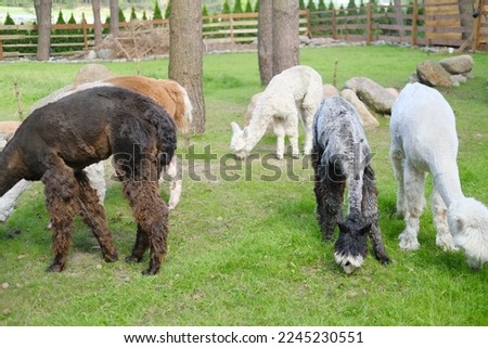 Colorful alpacas on a rural summer farm