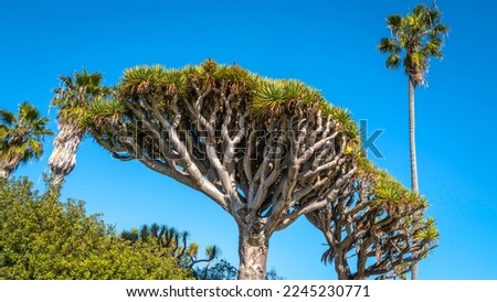 Socotra dragon tree and palm tree against the blue sky background at La Jolla Cove, Southern California