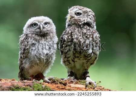 Picture of two Little owls in a wood in England