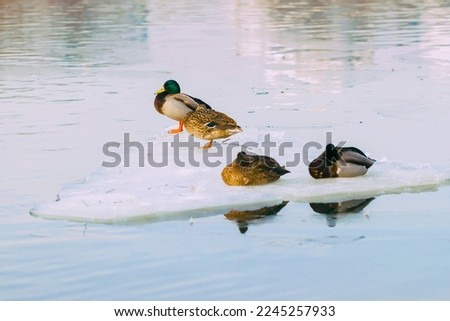Sleepy resting ducks on ice floe close-up, drifting ice on river. Winter. Arrival of spring.