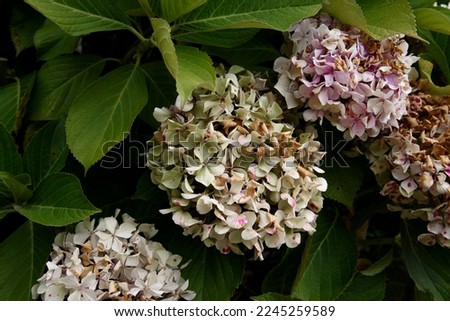 green and pink hydrangea with leaves