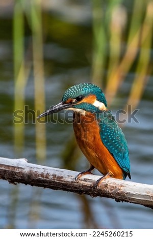 Close up shot of juvenile male common kingfisher sitting on a perch. At Lakenheath Fen nature reserve in Suffolk, UK Royalty-Free Stock Photo #2245260215