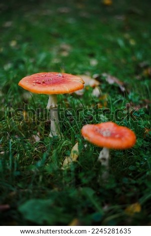 amanita mushrooms in the autumn forest
