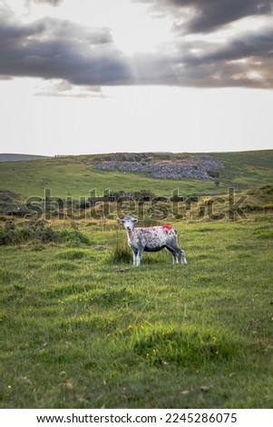 Lone Sheep on Bodmin Moor with Clouds