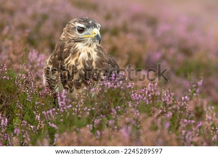 Close up of an adult Buzzard stood in purple heather on managed moorland in Nidderdale, Yorkshire Dales.  Alert and facing right.   Scientific name: Buteo Buteo. Horizontal.  Copy Space. Royalty-Free Stock Photo #2245289597