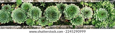 Macro shot of green succulents houseleek, (genus Sempervivum), also called live-forever. Nature closeup. Tropical plants abstract background. Long banner, wallpaper.