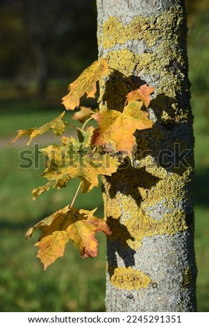 lichen on a maple tree