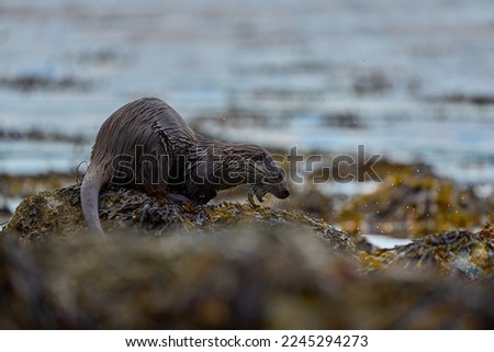 Eurasian Otter showing along a Scottish coastline, through the Seaweed on the Isle of Mull