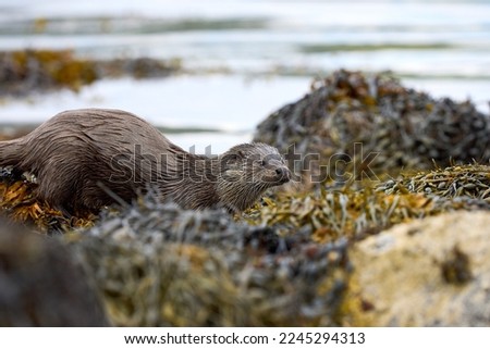 Eurasian Otter showing along a Scottish coastline, through the Seaweed on the Isle of Mull