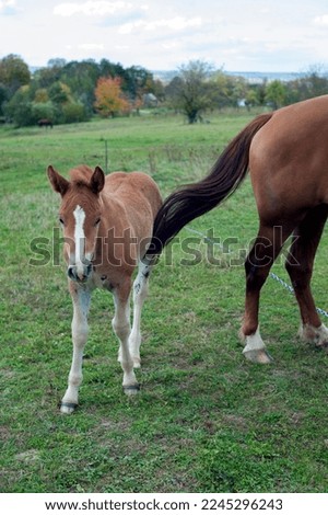 a brown foal grazes in nature against the background of an autumn forest