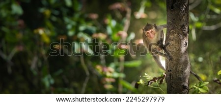 Portrait, Monkey or Macaca in a natural forest park climb on the tree and is enjoy, looking, funny, happy. Khao Ngu Stone Park, Ratchaburi, Thailand. Leave a blank and space for banner text entry