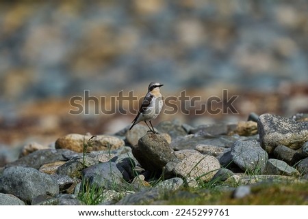 A small Wheat eater on a series of small rocks, a migrating bird to the United Kingdom Royalty-Free Stock Photo #2245299761