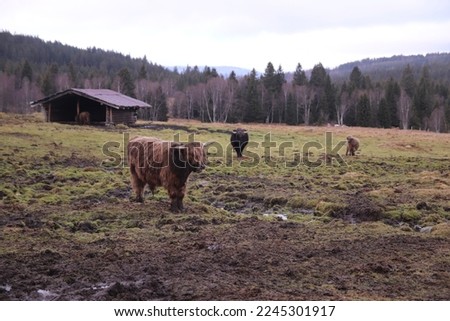 A stock farming at Sumava national park, Czech republic