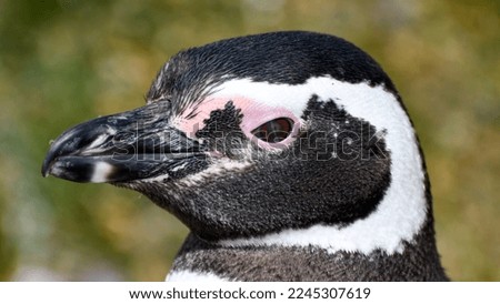 Close up of Penguin - Argentina