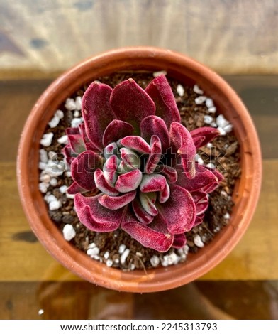 Echeveria Red Devotion cactus houseplant. Home decor and gardening concept. Valentine's gift ideas. Royalty-Free Stock Photo #2245313793