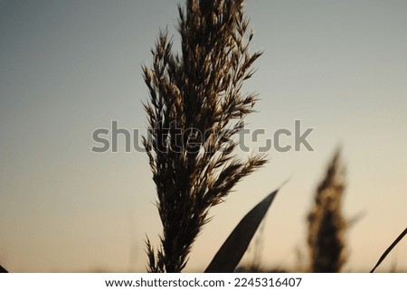 Picture of reed in sunset