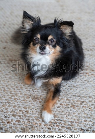 Adorable and attentive tri color long haired chihuahua dog laying down on a carpet.  Portrait.  Black, White. Beige. Tan. Paw. Alert.  Animal. Background. Beautiful. Cute. Resting. Purebred. Toy dog. 