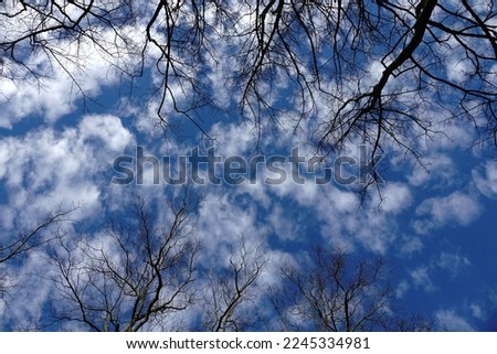 A sky of clouds and wiry treetops.