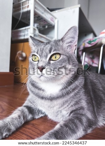 Gray cat with yellow eyes