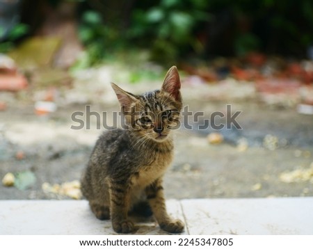 selective focus of cute kitten is looking at the camera on blurred background. kitten pics