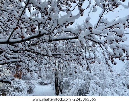 Winter berries hide under heavy new snow
