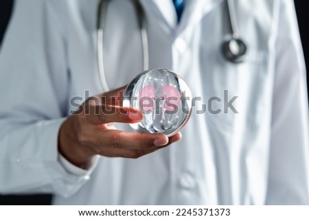 doctor in a white coat holding kidney organ, chronic kidney disease, renal failure, dialysis, Health checkup concept.	
 Royalty-Free Stock Photo #2245371373