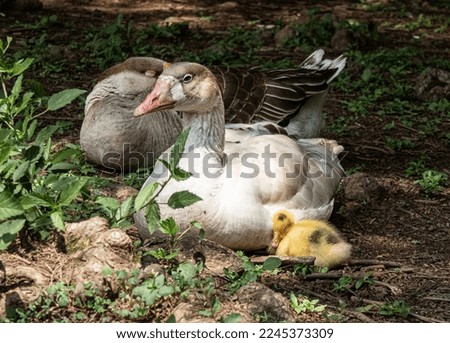 Family of ducks sleeping. Caring for the yellow duckling