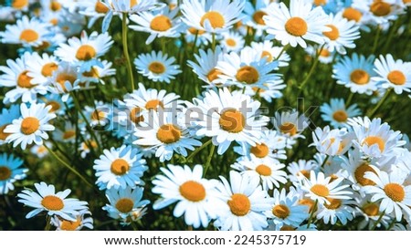 field of Daisy flowers during Spring in the Netherlands, white daisy flower background