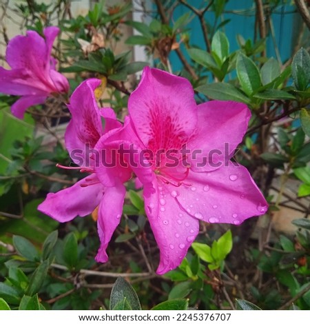 Saliyah or Azalea is a type of flowering plant from the Ericaceae family and the Rhododendron genus which grows in temperate climates. Azaleas grow throughout much of East Asia and North America.