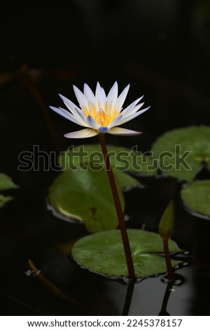 Purple white gradient colors lotus flower and leaves isolated on dark background, image for mobile phone screen, display, wallpaper, screensaver, lock screen and home screen or background  