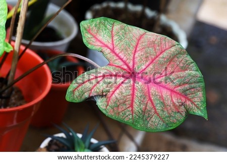 Beautiful pattern of Heart of Jesus leaf color pattern, growing fertilely on pot
