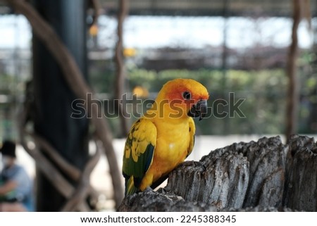 Parrot standing on the timber 