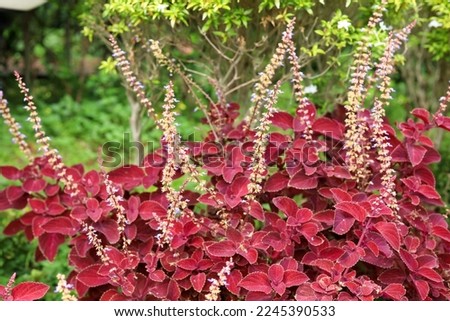 Coleus Wizard Velvet Red in the garden. The beautiful serrated leaves are uniquely colored, and Wizard Velvet Red features rich shades of red and burgundy with a lightly trimmed margin.