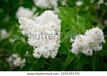 White lilacs are blooming. White lilac on a tree. Flowers of white lilacs. Beautiful summer lilac. Royalty-Free Stock Photo #2245391741