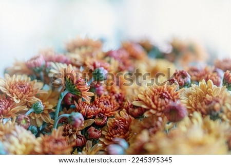 delicate light photo of autumn brown chrysanthemum flowers, desktop wallpaper, selective focus