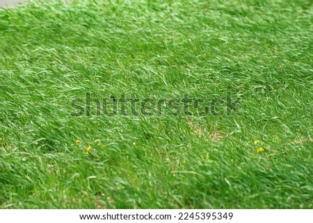 green juicy summer grass in the wind, a light breeze, selective focus