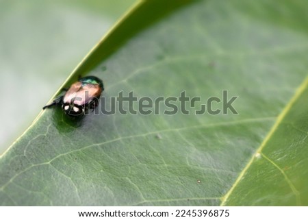 beautiful ladybug on the leaves