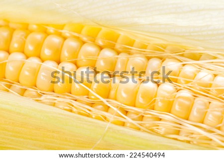 Fresh raw corncobs closeup