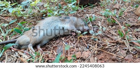 A dead rat lying on the grass. Flies on top rat. Horizontal picture of a dead body.