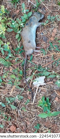 A dead rat lying on the grass. Flies on top rat. vertical picture of a dead rat.