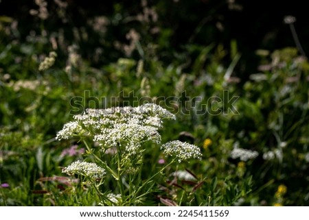 Pleurospermum austriacum flower growing in mountains	