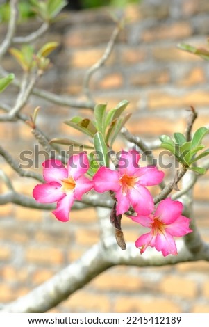 Adenium obesum, adenium flower, dessert rose, droughtresistant flower in the yard. Pink flower. Bunga kamboja jepang Royalty-Free Stock Photo #2245412189