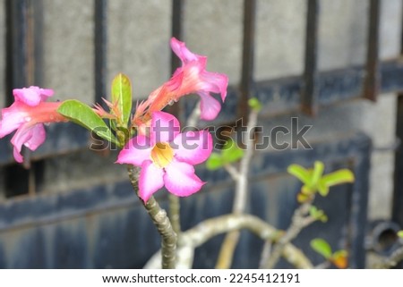 Adenium obesum, adenium flower, dessert rose, droughtresistant flower in the yard. Pink flower. Bunga kamboja jepang Royalty-Free Stock Photo #2245412191